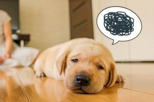 二世帯住宅を建てる時に間取りよりも前に考えなければならない事とは？