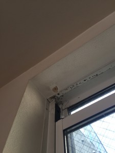 窓の結露とカビ